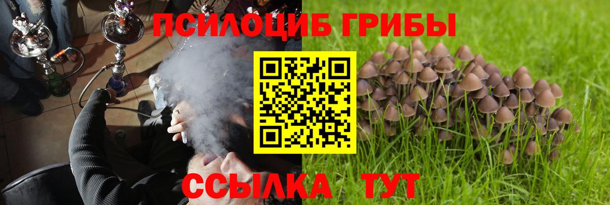 Псилоцибиновые грибы Psilocybe Богородицк